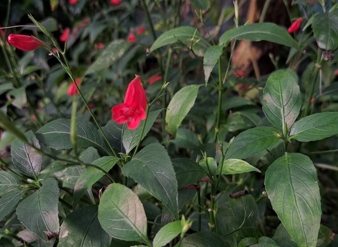 Ruellia amoena