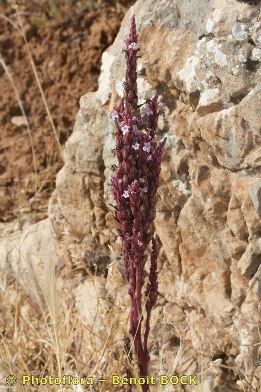 Striga barthlottii habit