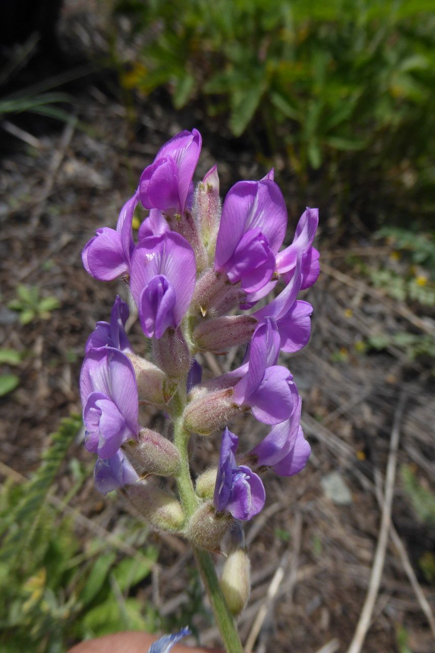 Oxytropis songorica flower