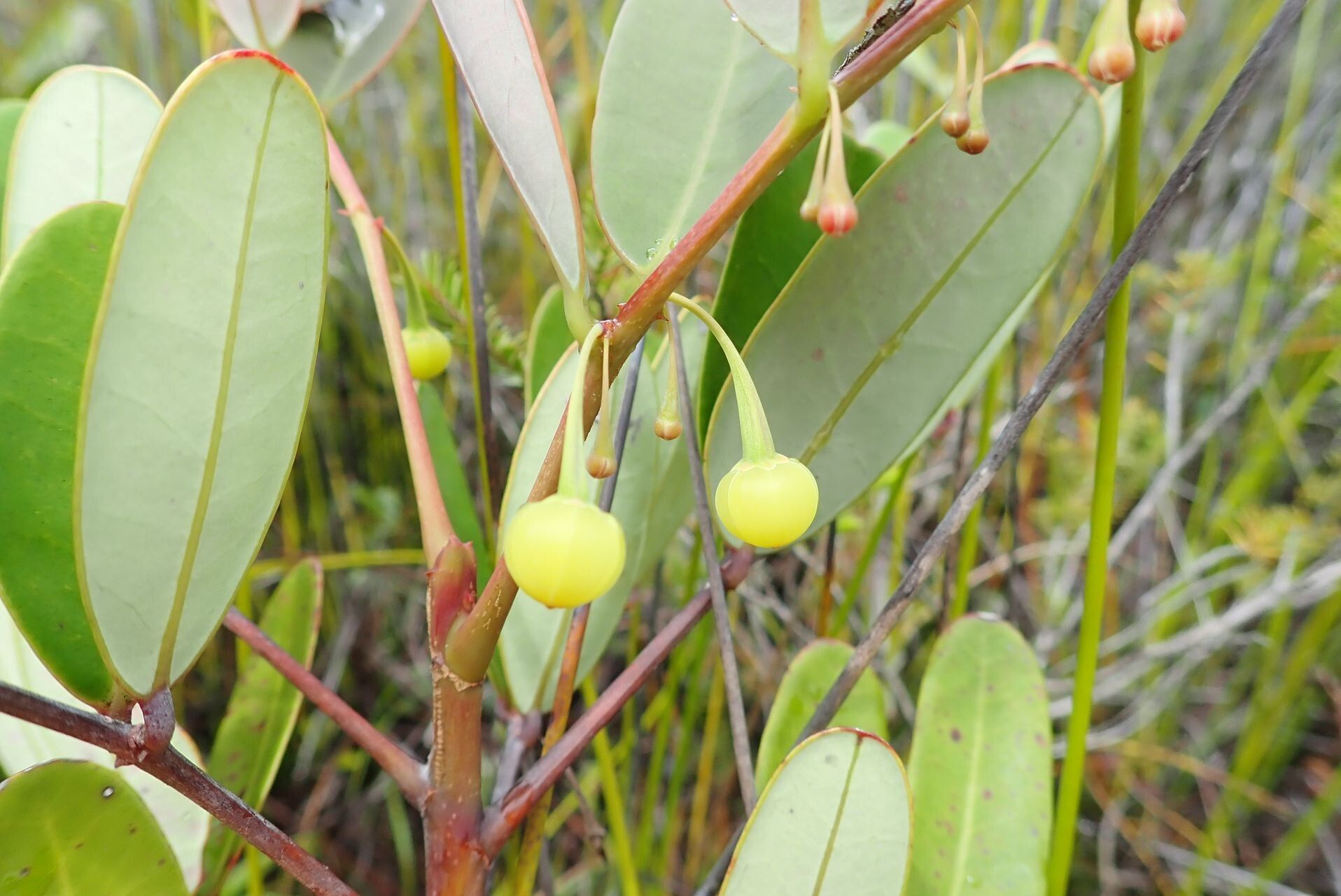Phyllanthus castus fruit