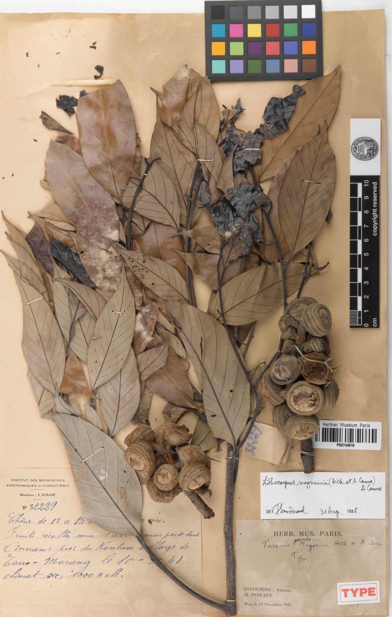 Lithocarpus pseudomagneinii — houseplant care guide