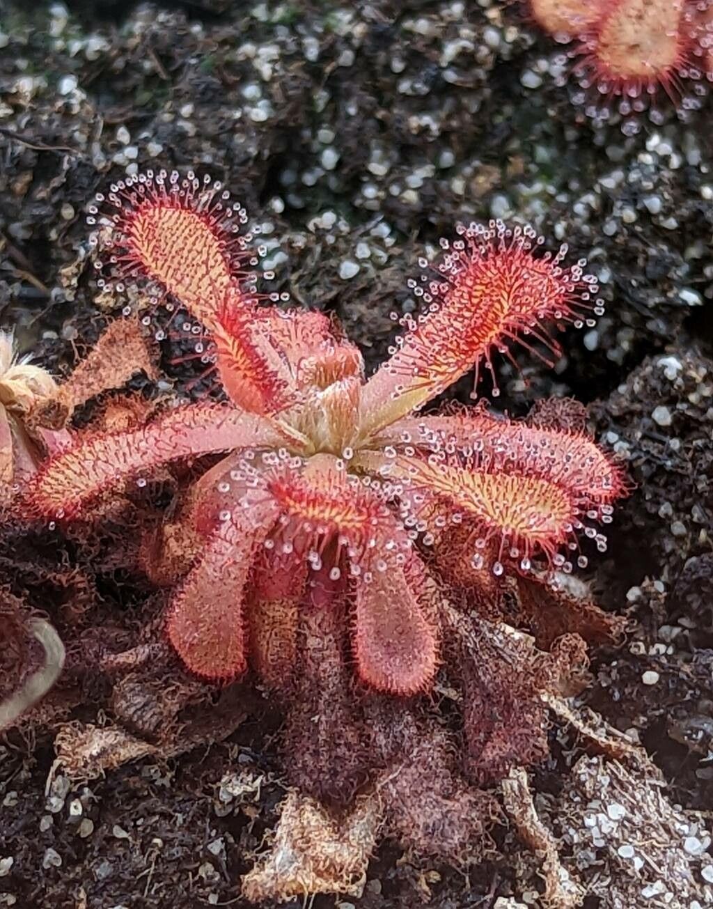 Drosera venusta leaf