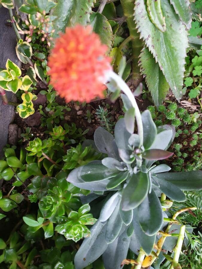 Kleinia fulgens flower