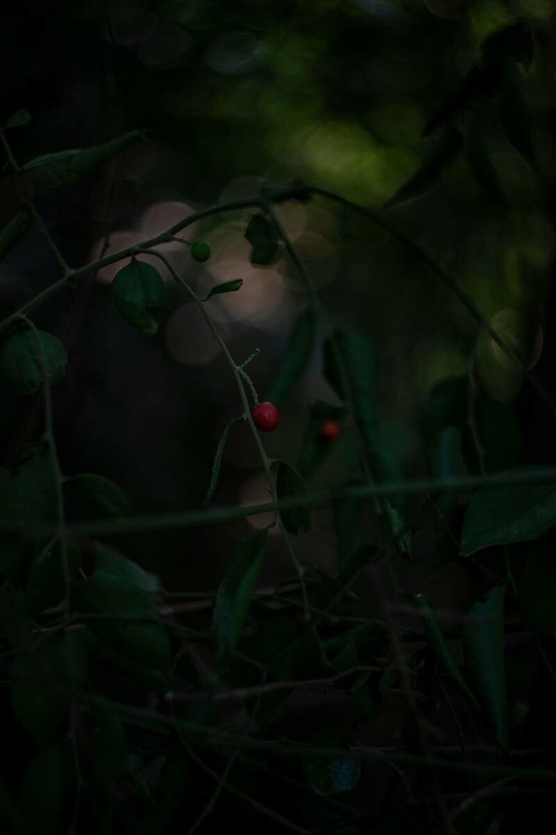 Crossopetalum uragoga fruit