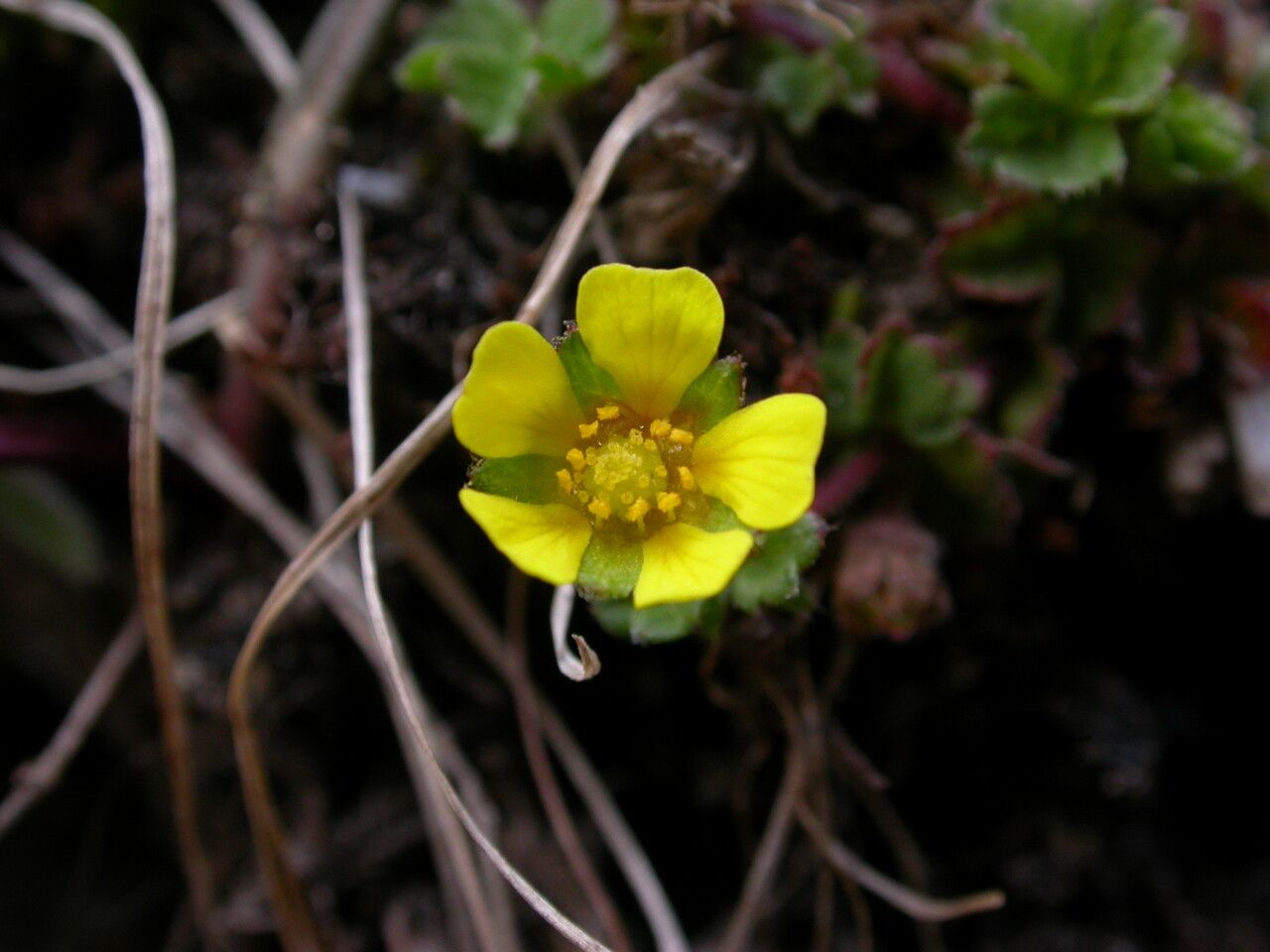 Potentilla monanthes habit