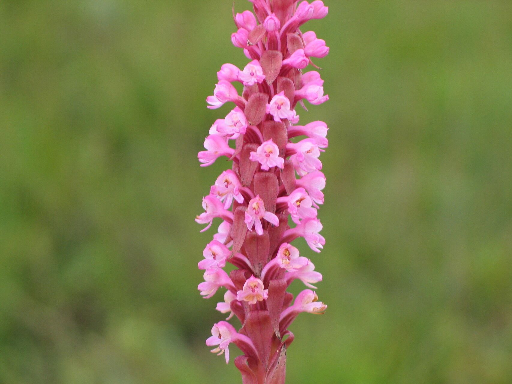 Satyrium crassicaule flower