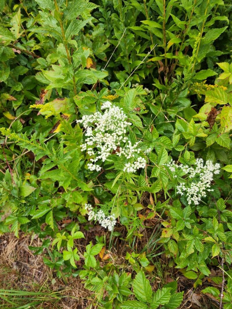 Eupatorium hyssopifolium flower
