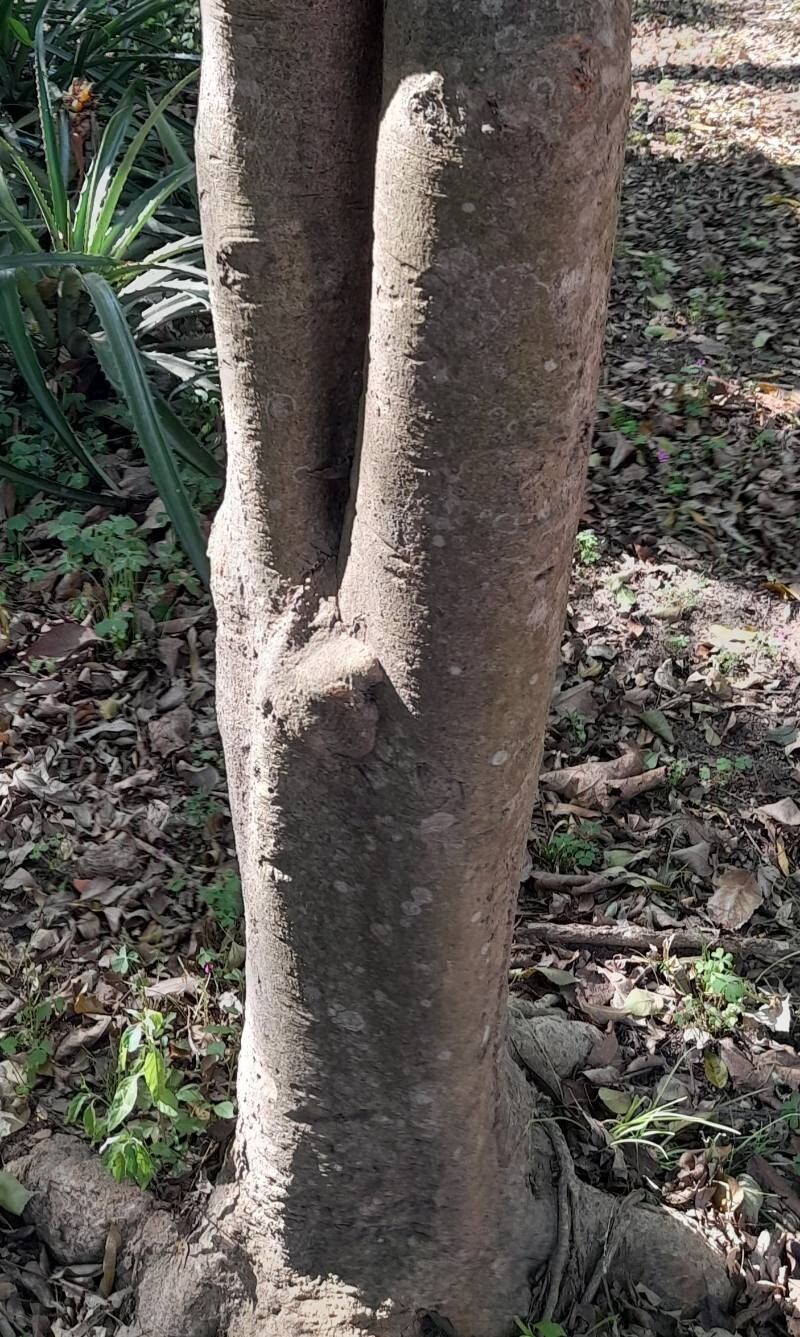 Randia echinocarpa bark