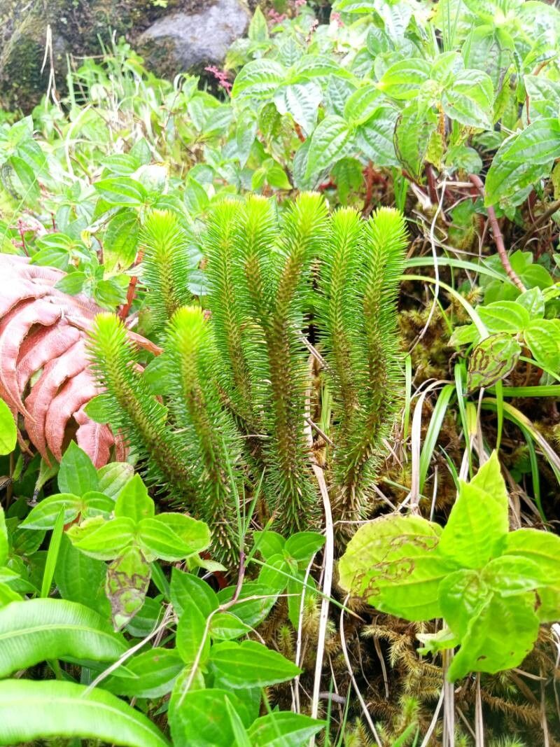 Huperzia sieberiana leaf