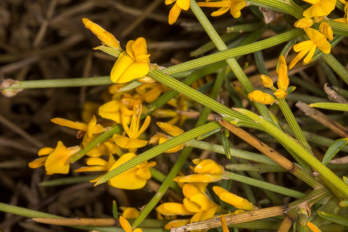 Genista sardoa bark