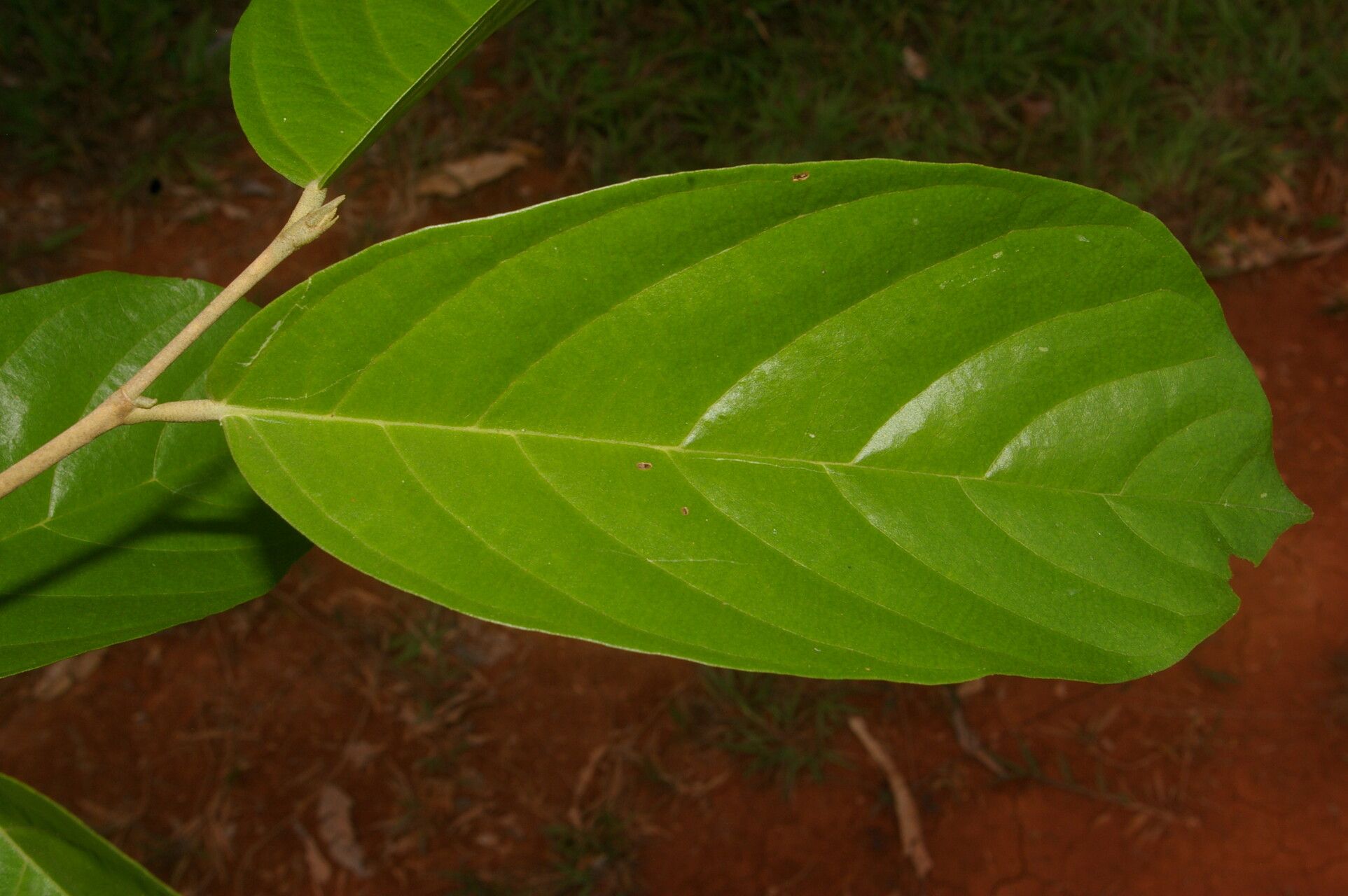 Quararibea stenophylla leaf