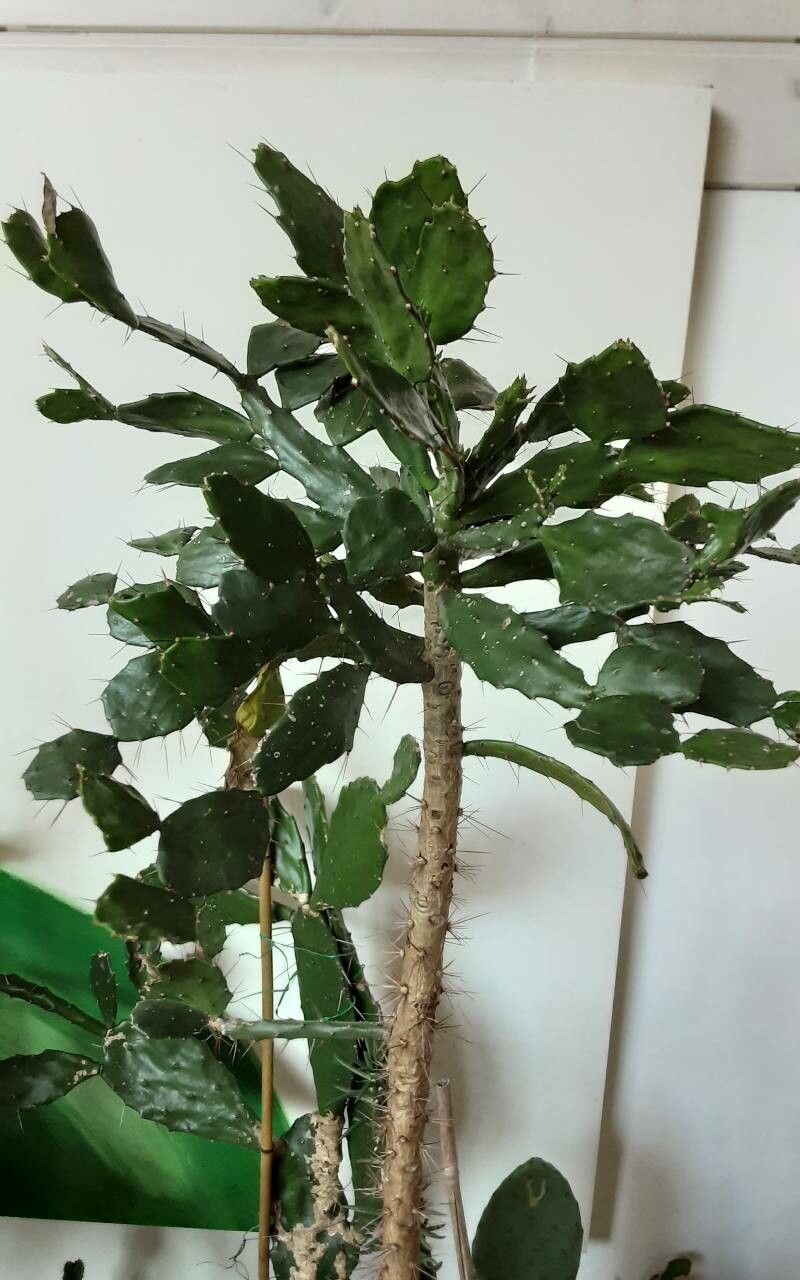 Brasiliopuntia brasiliensis leaf