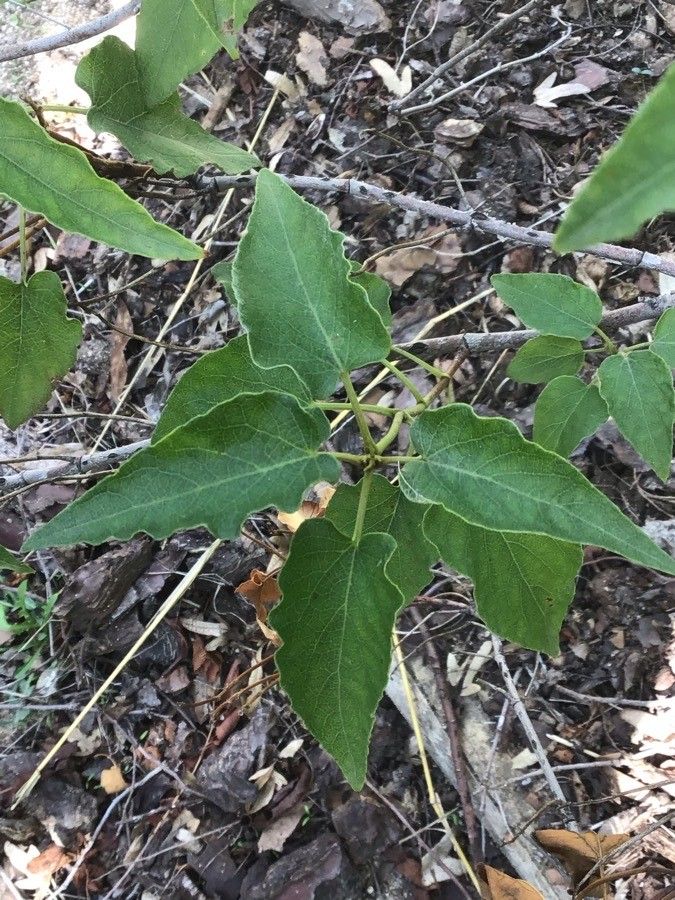 Cistus × skanbergii leaf