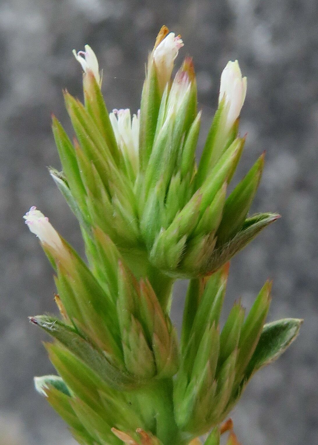 Castilleja attenuata — houseplant care guide