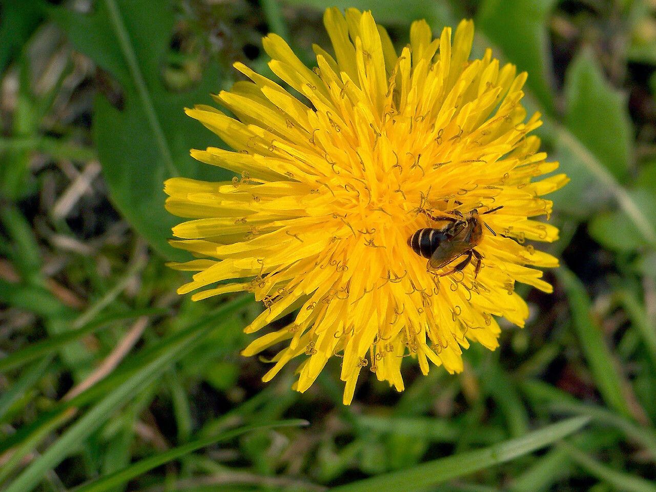 Taraxacum sect. Taraxacum flower