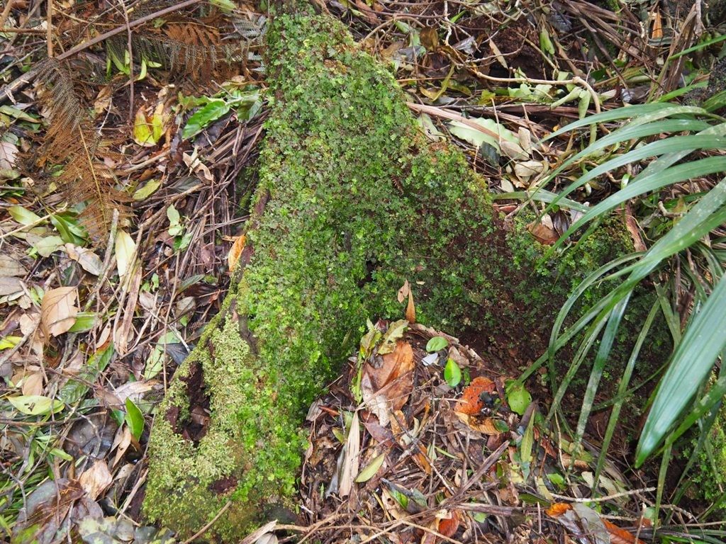 Hymenophyllum leratii habit