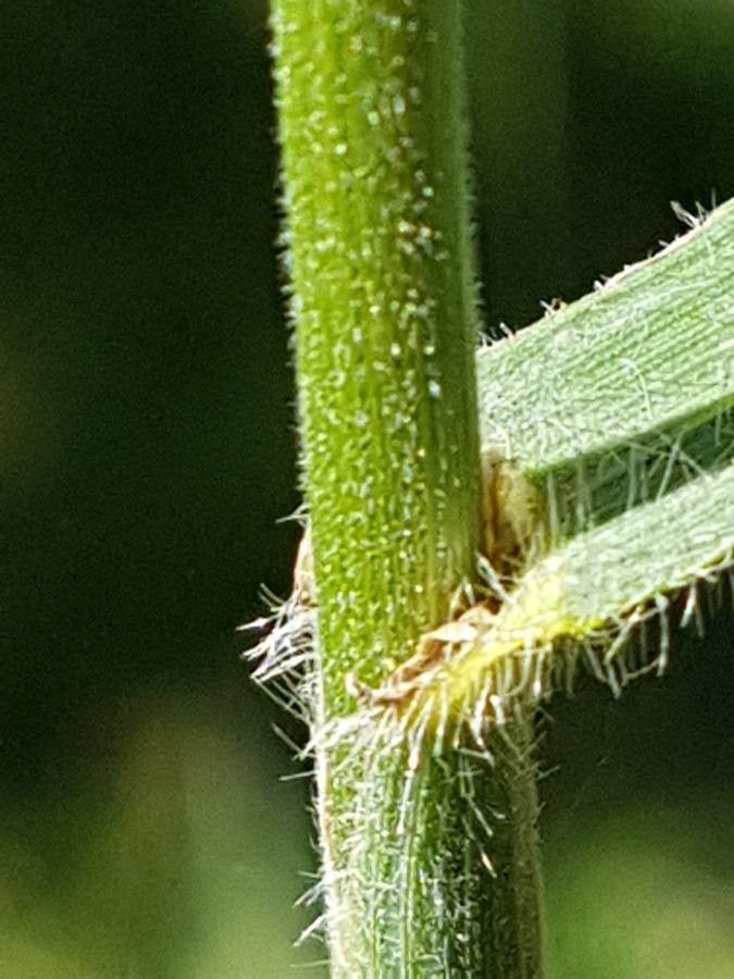 Bromopsis ramosa leaf