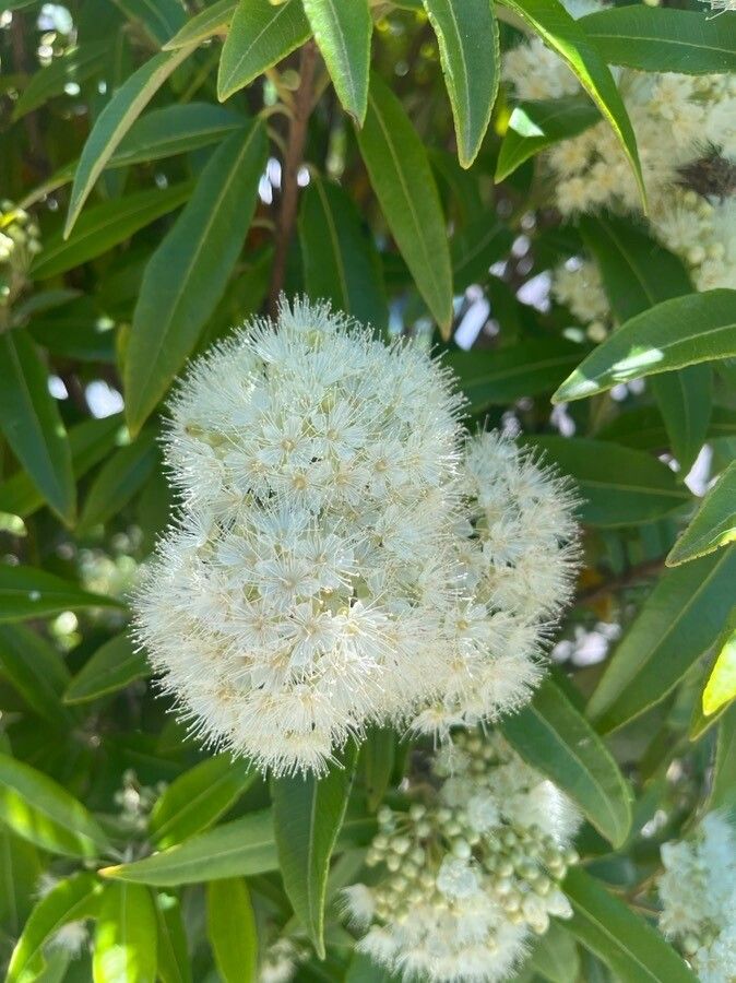 Backhousia citriodora flower