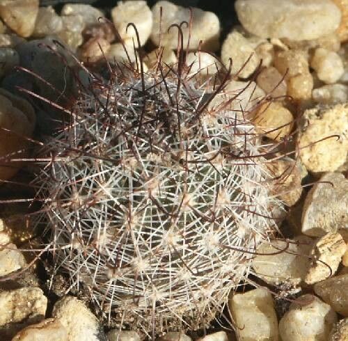 Cochemiea angelensis — related species from the same genus