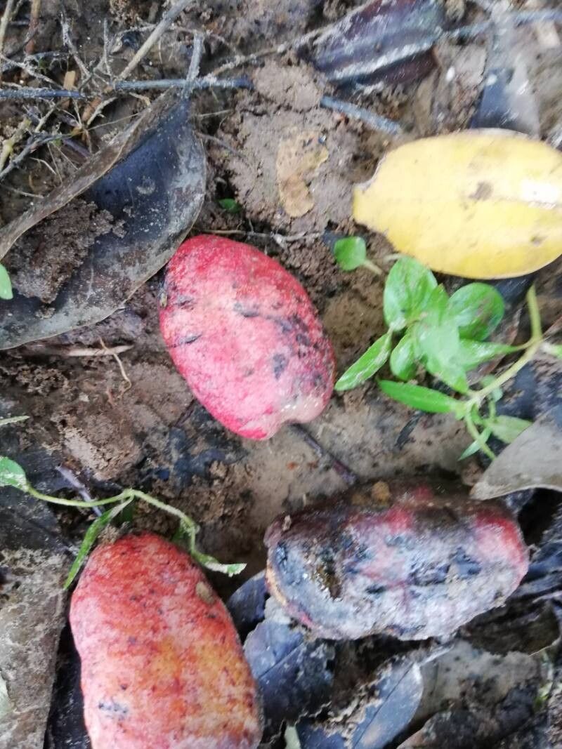 Irvingia smithii fruit