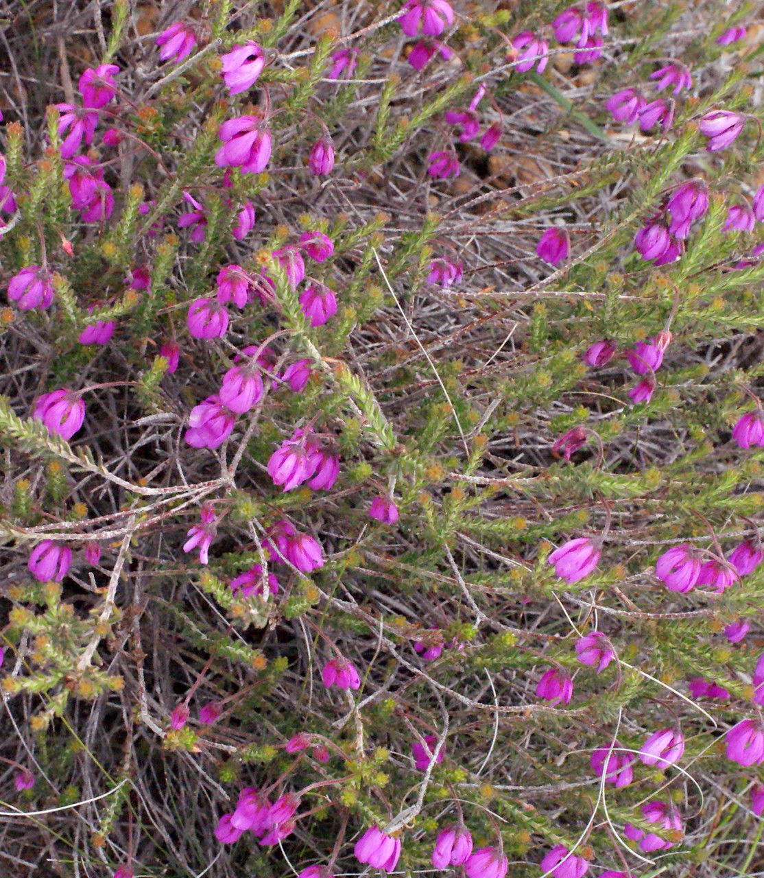 Tetratheca confertifolia — related species from the same genus