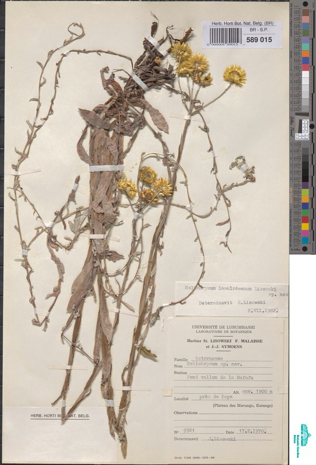 Helichrysum lawalreeanum — search result for 'Helichrysum'