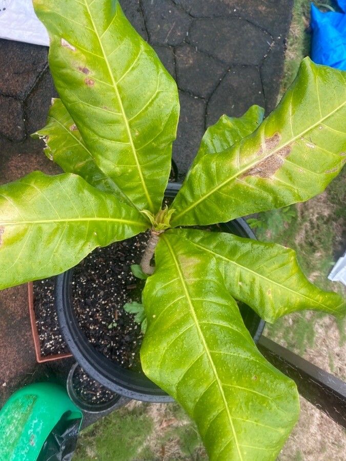 Barringtonia edulis leaf