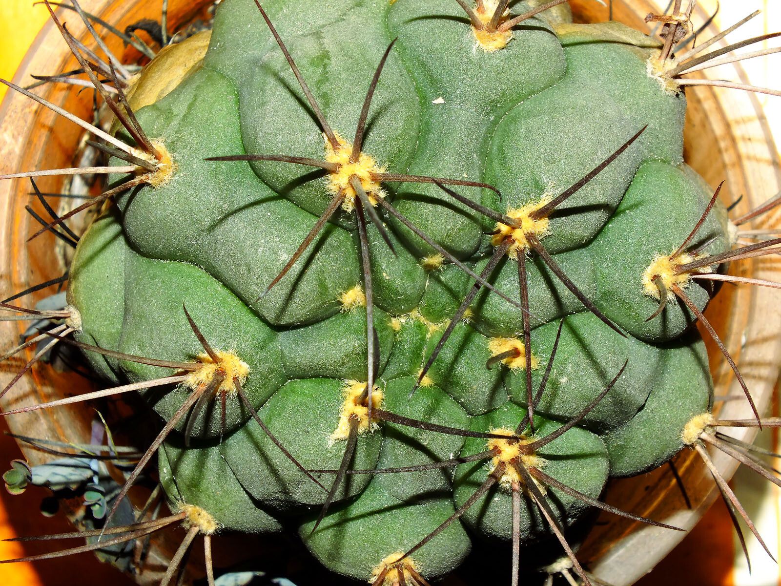 Gymnocalycium pflanzii leaf