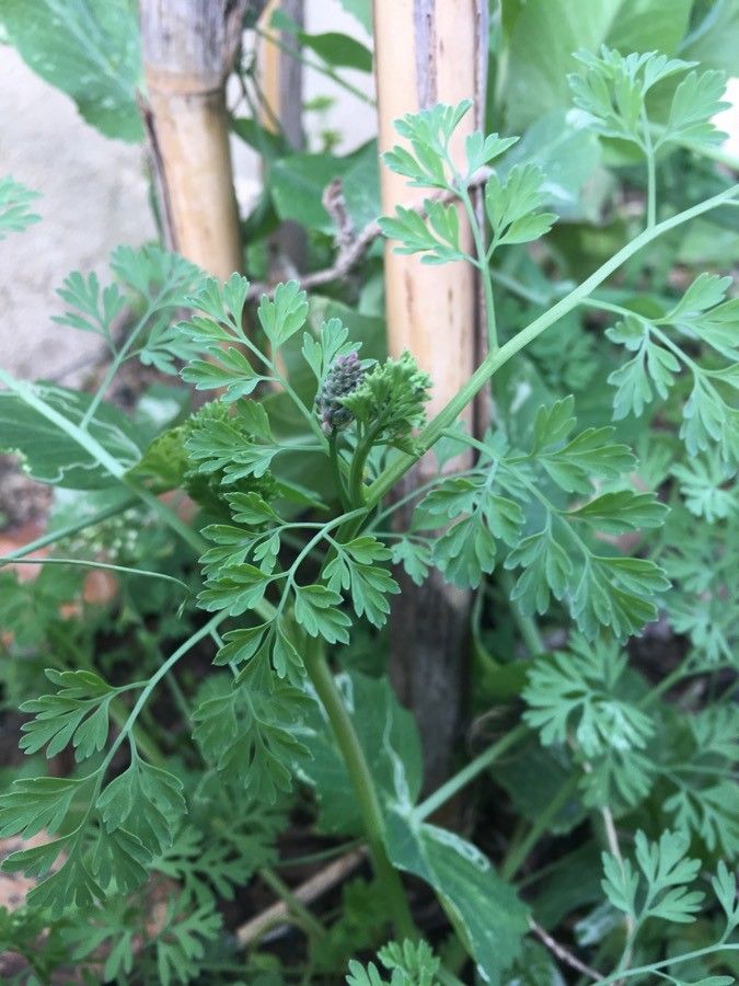 Fumaria agraria x Fumaria officinalis — related species from the same genus