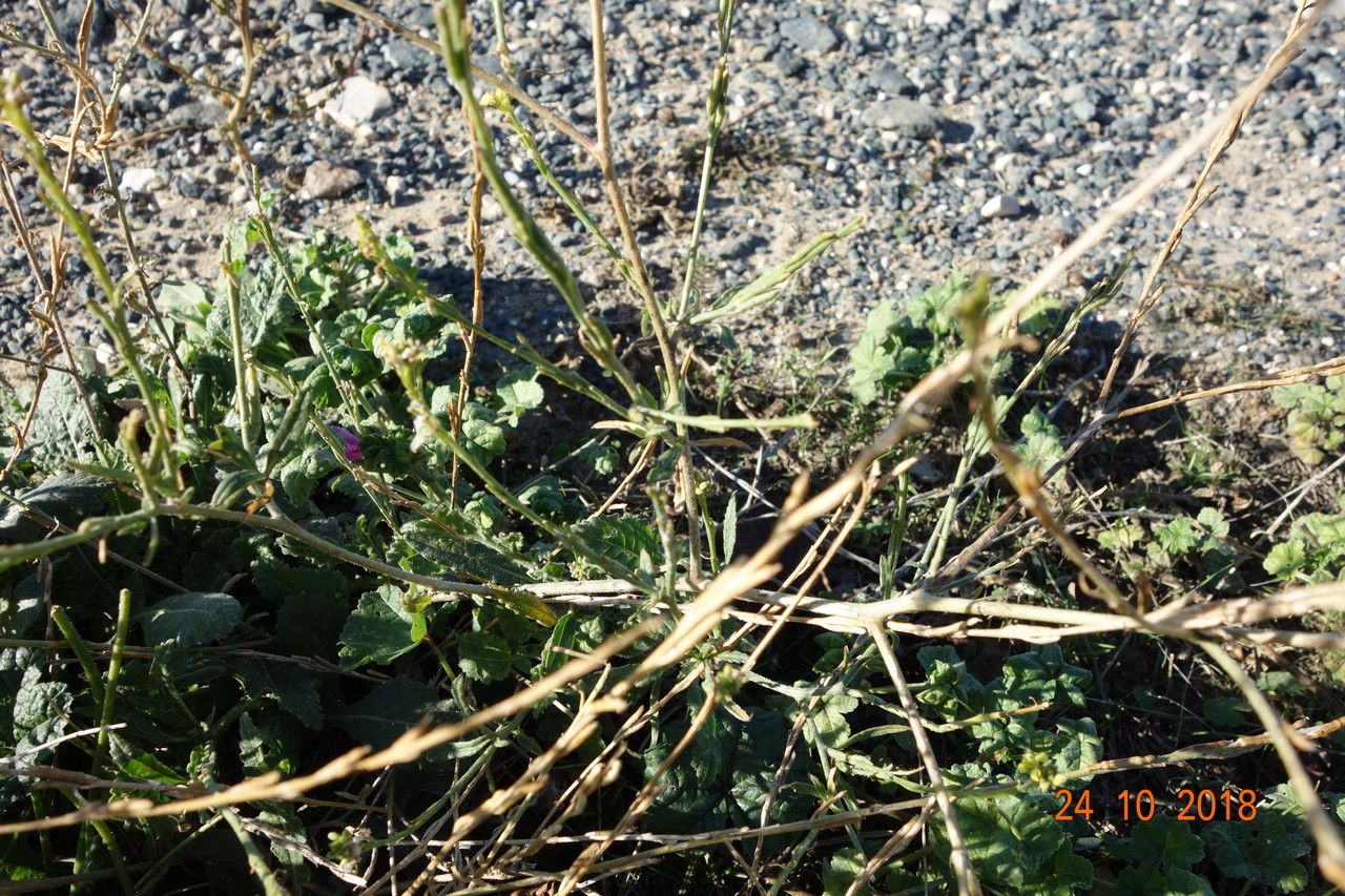 Thymelaea passerina habit