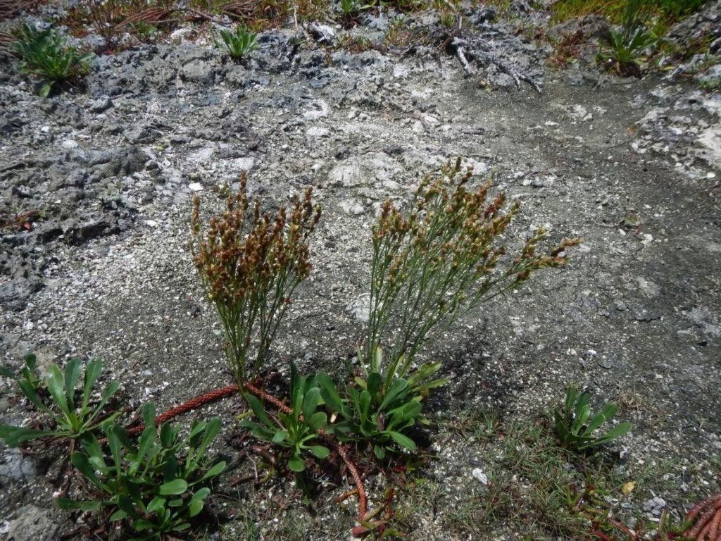 Limonium tetragonum habit