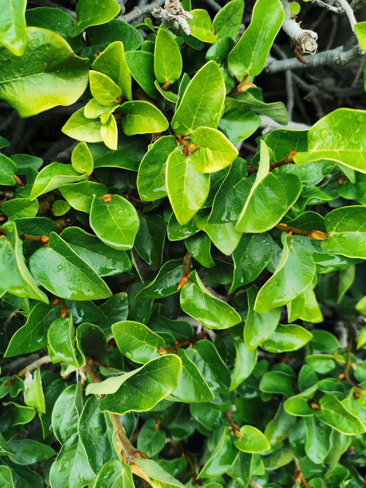 Ficus heterophylla — search result for 'Ficus'