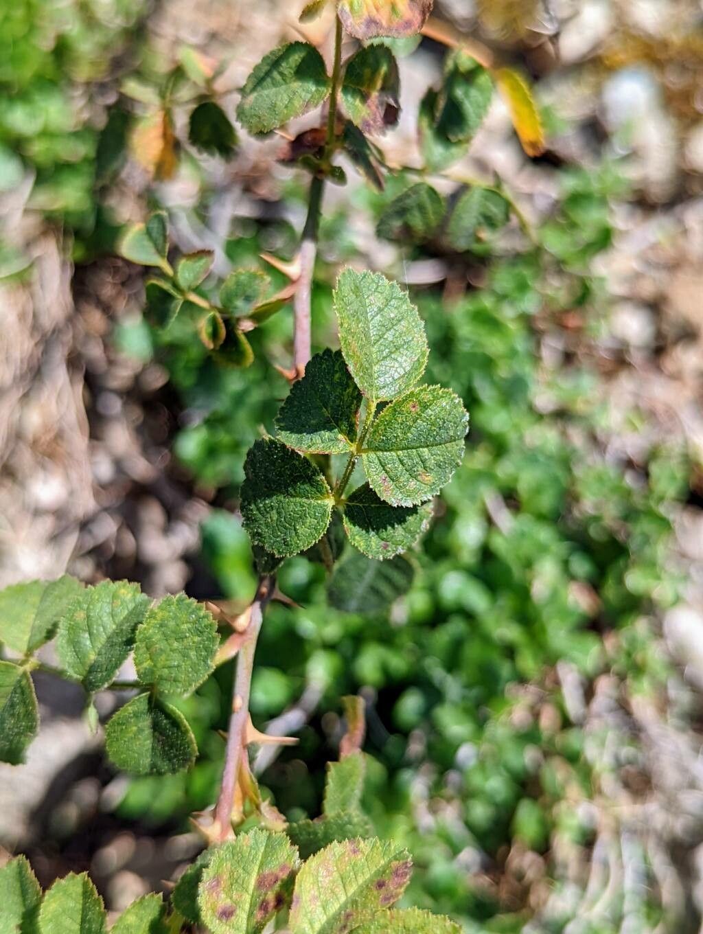 Rosa pulverulenta — houseplant care guide