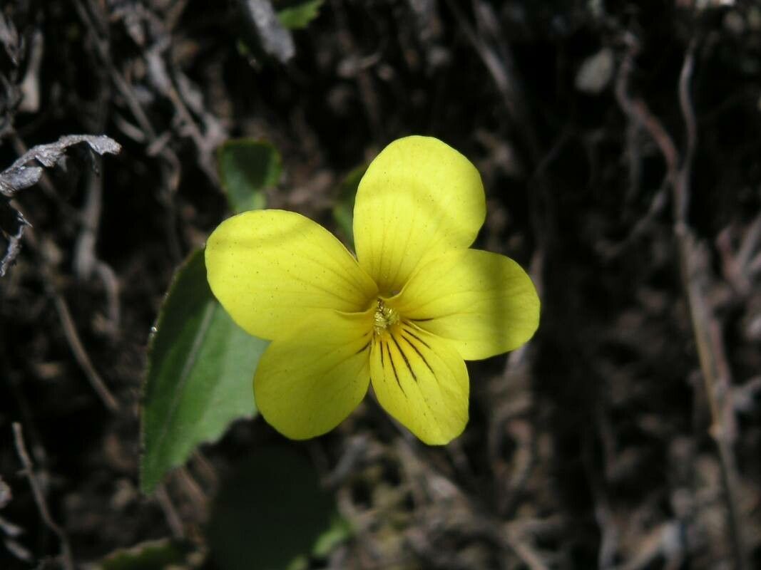 Viola orientalis — houseplant care guide