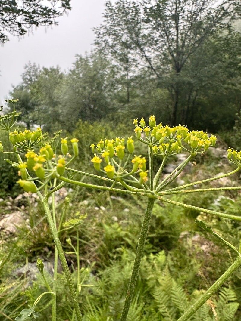 Pastinaca kochii flower