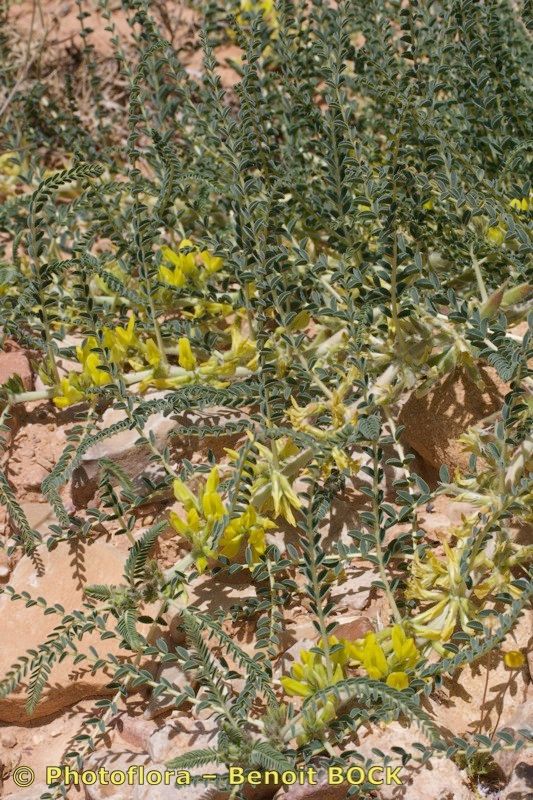 Astragalus akkensis habit
