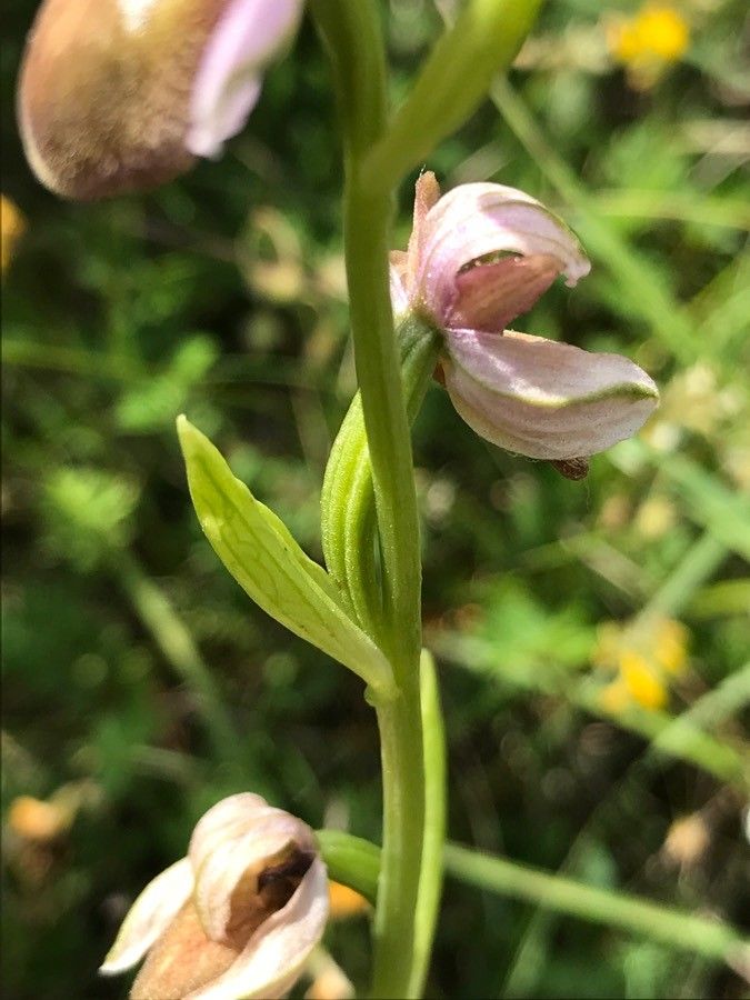 Ophrys aveyronensis — houseplant care guide