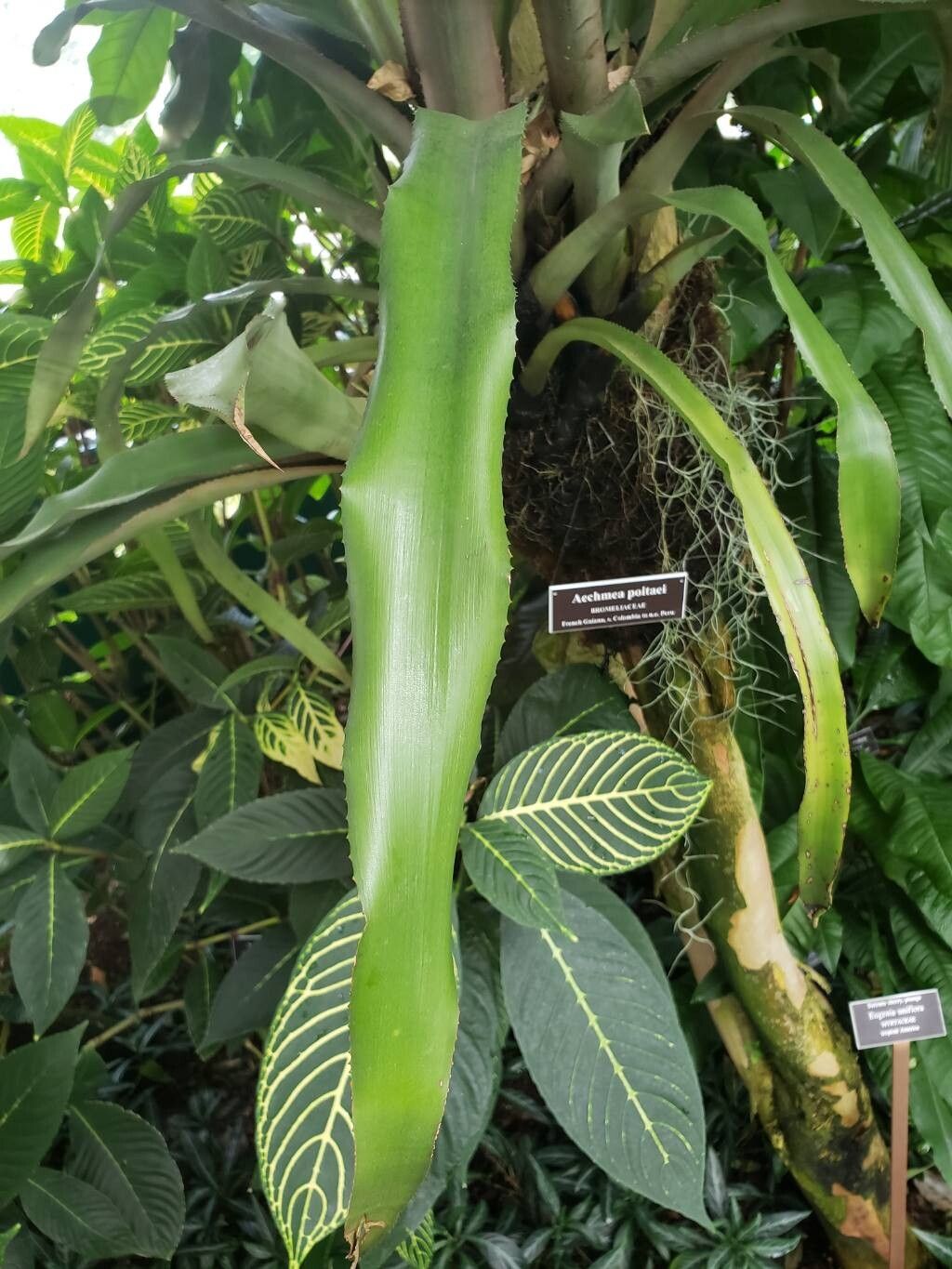 Aechmea poitaei — search result for 'Aechmea'