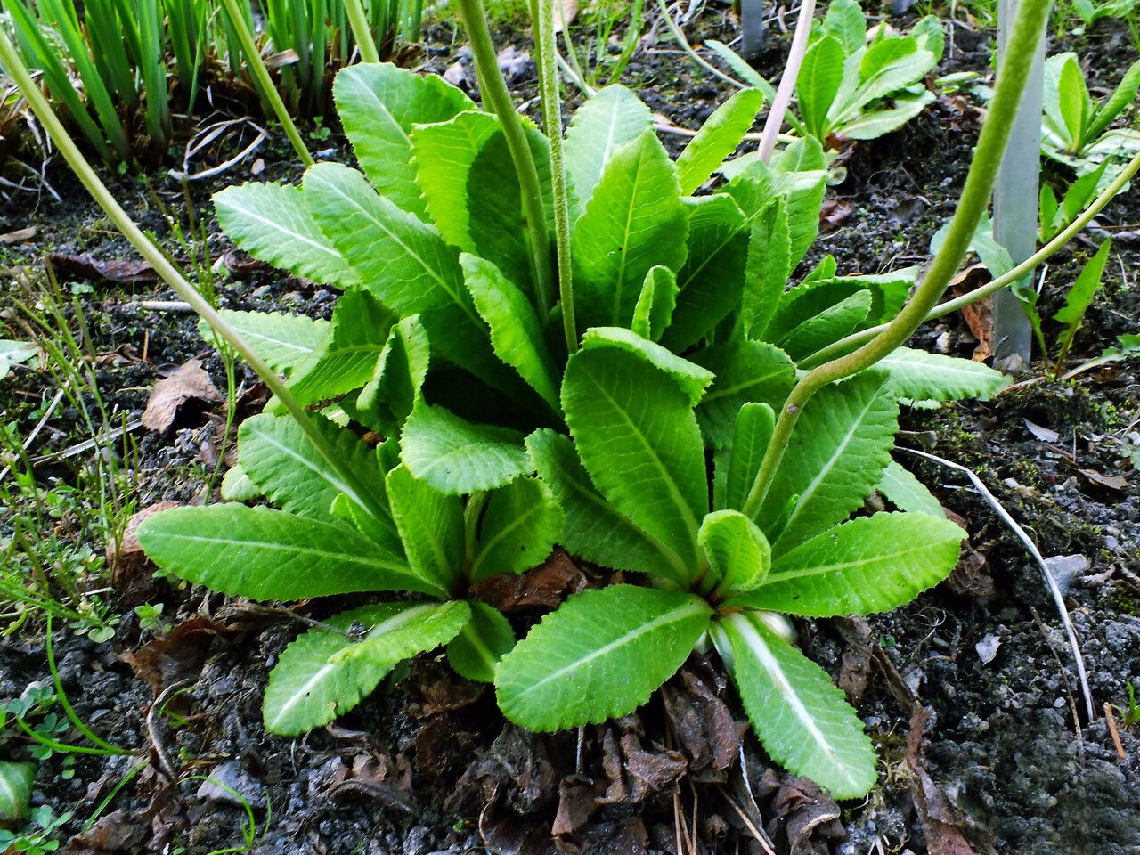 Primula denticulata leaf