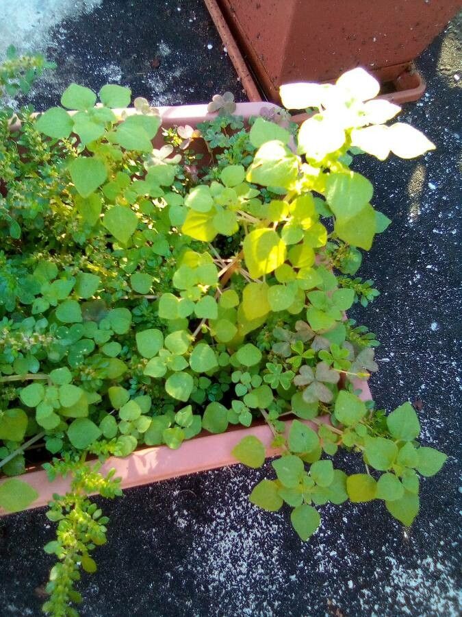 Parietaria floridana — search result for 'Georgia'