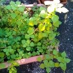 Parietaria floridana