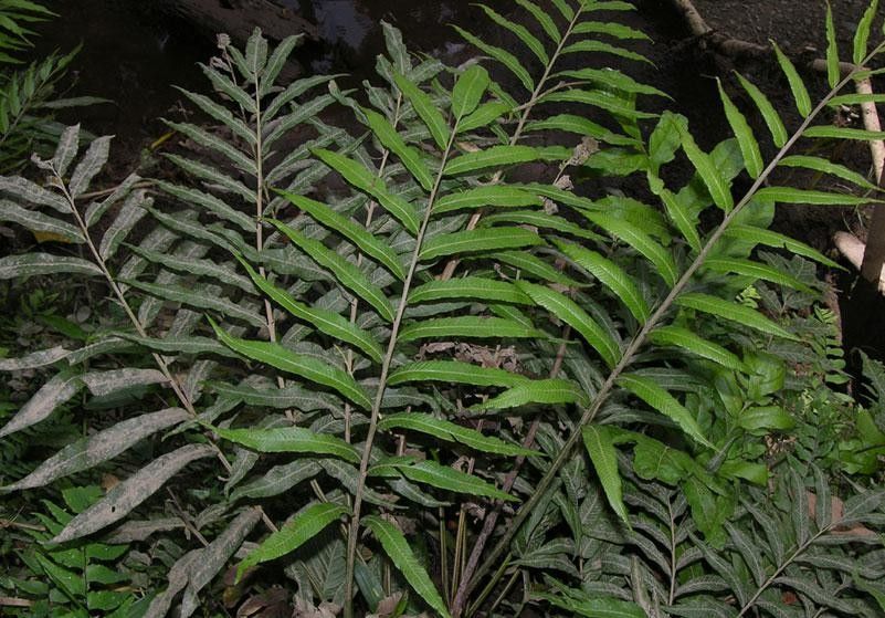 Thelypteris angustifolia leaf