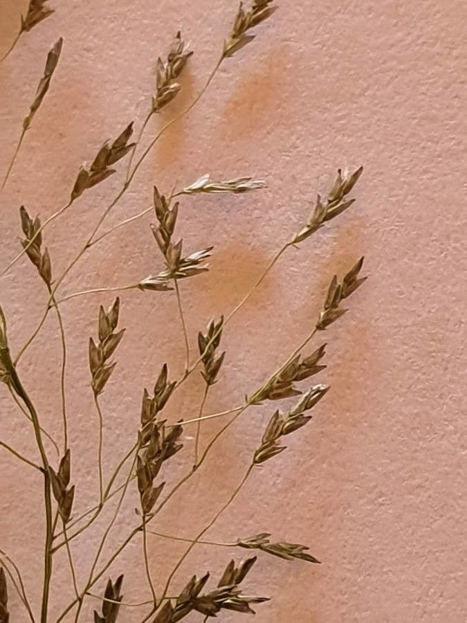 Eragrostis tenuifolia fruit