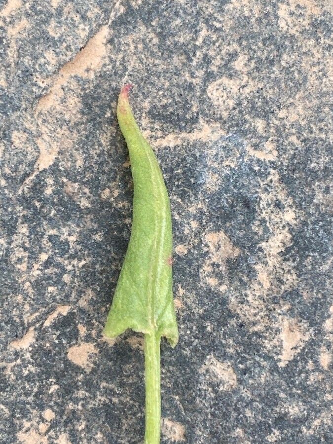 Rumex vesicarius leaf