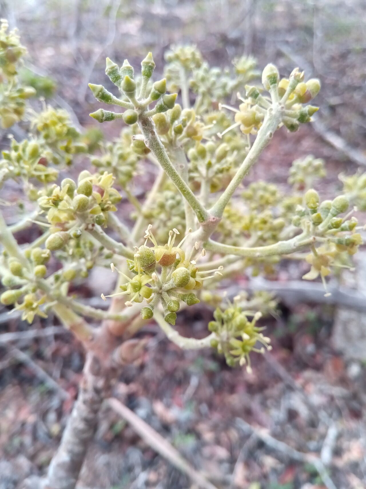 Vepris spathulata flower