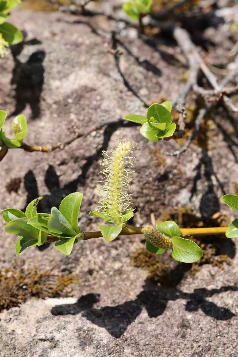 Salix reinii — houseplant care guide