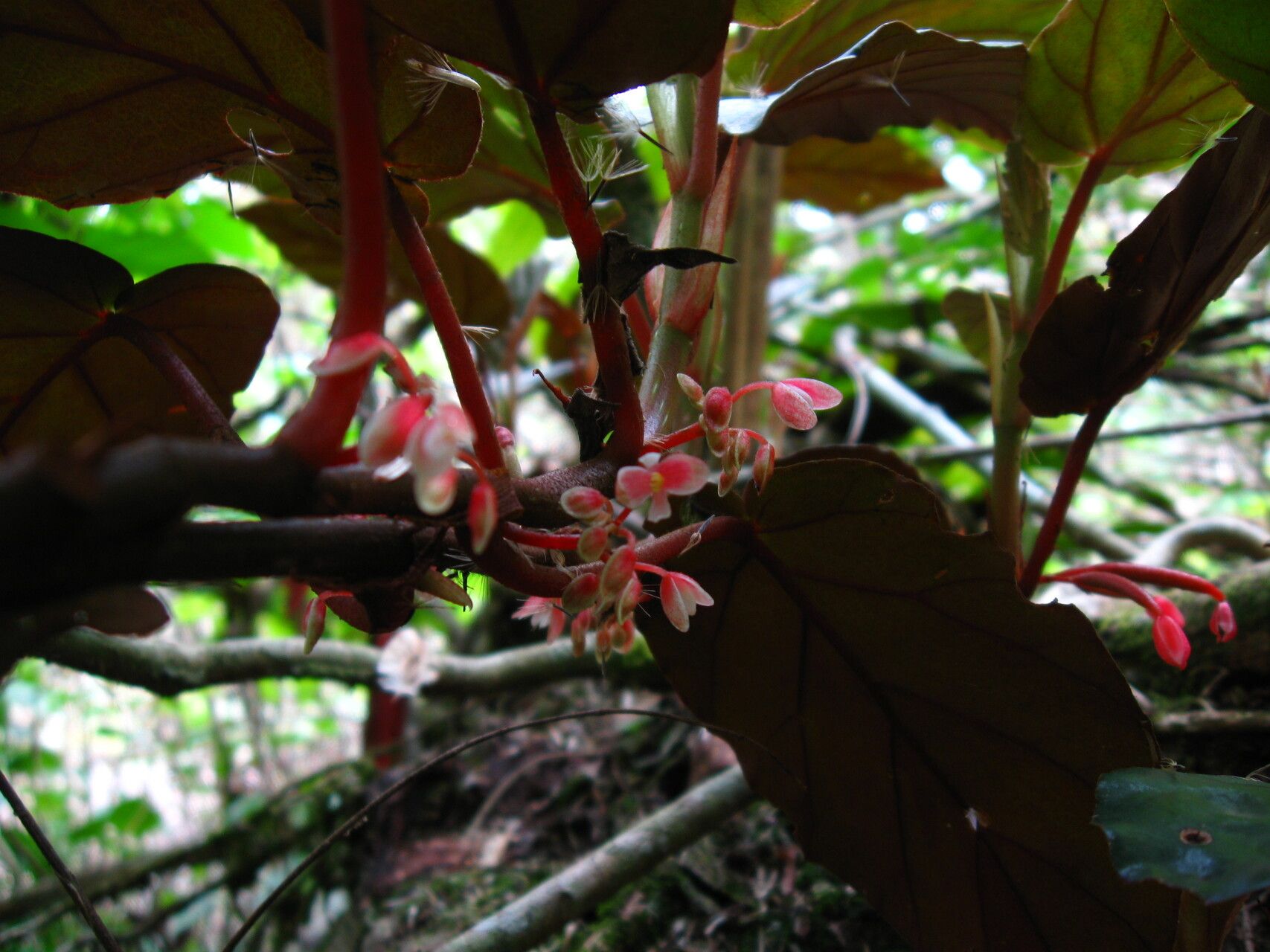 Begonia mannii flower