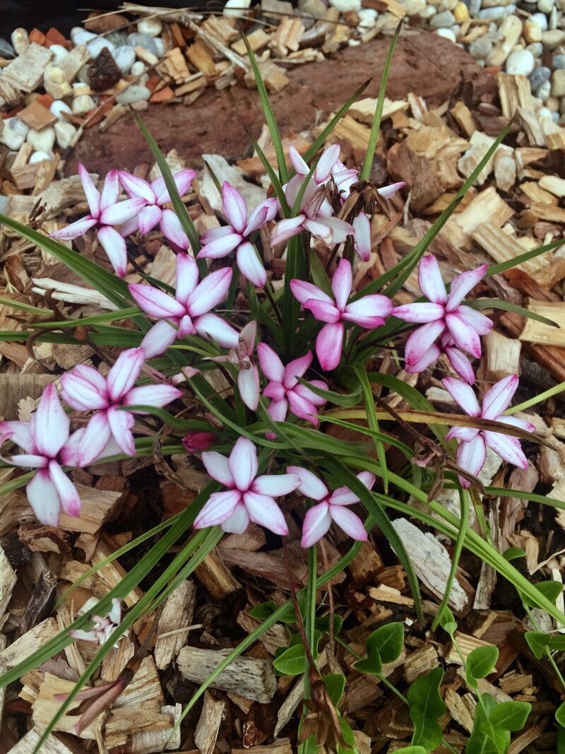 Rhodohypoxis baurii habit