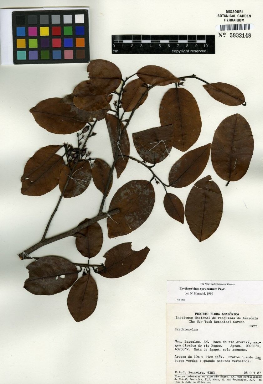 Erythroxylum spruceanum — houseplant care guide