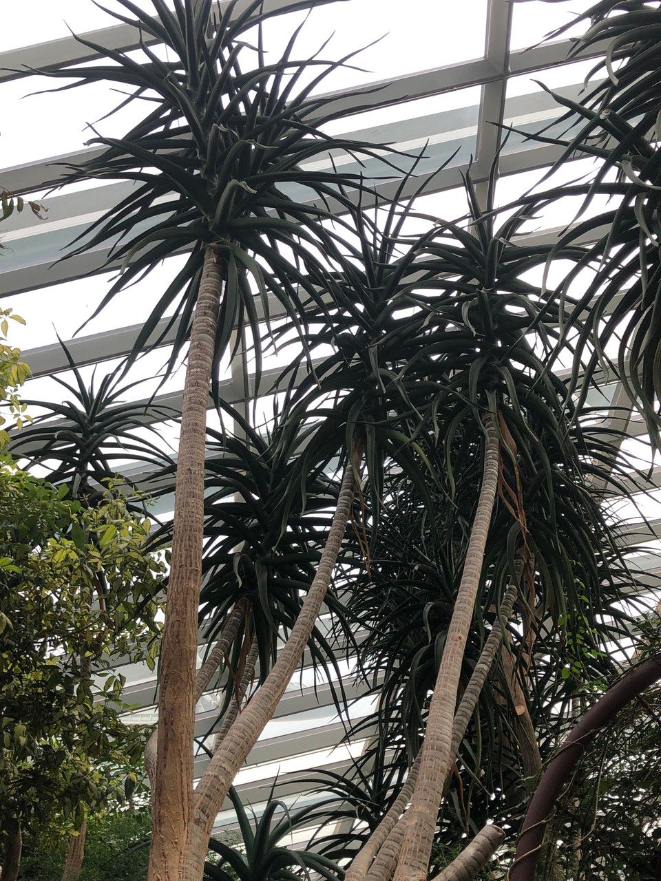 Aloidendron barberae habit